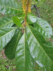 Lophanthera lactescens