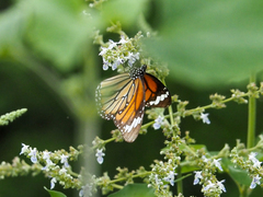 Danaus genutia
