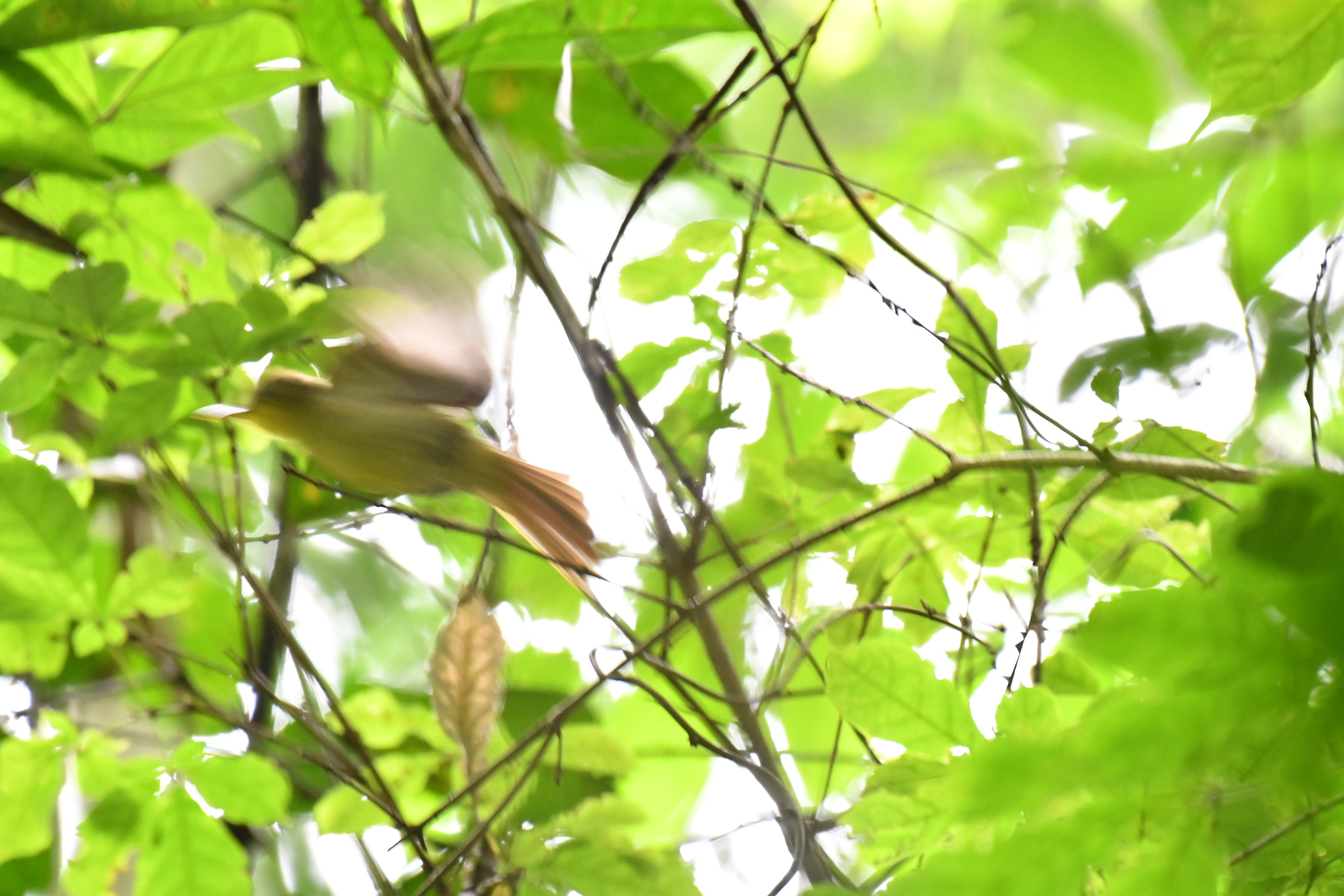 Icterine Greenbul (Phyllastrephus icterinus), photo 2