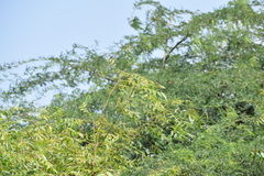 Azadirachta indica