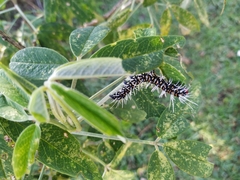 Saturniidae
