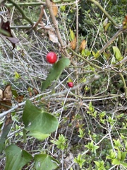 Smilax aspera