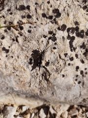 Oedipoda germanica meridionalis