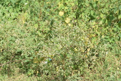 Parthenium hysterophorus