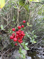 Smilax aspera