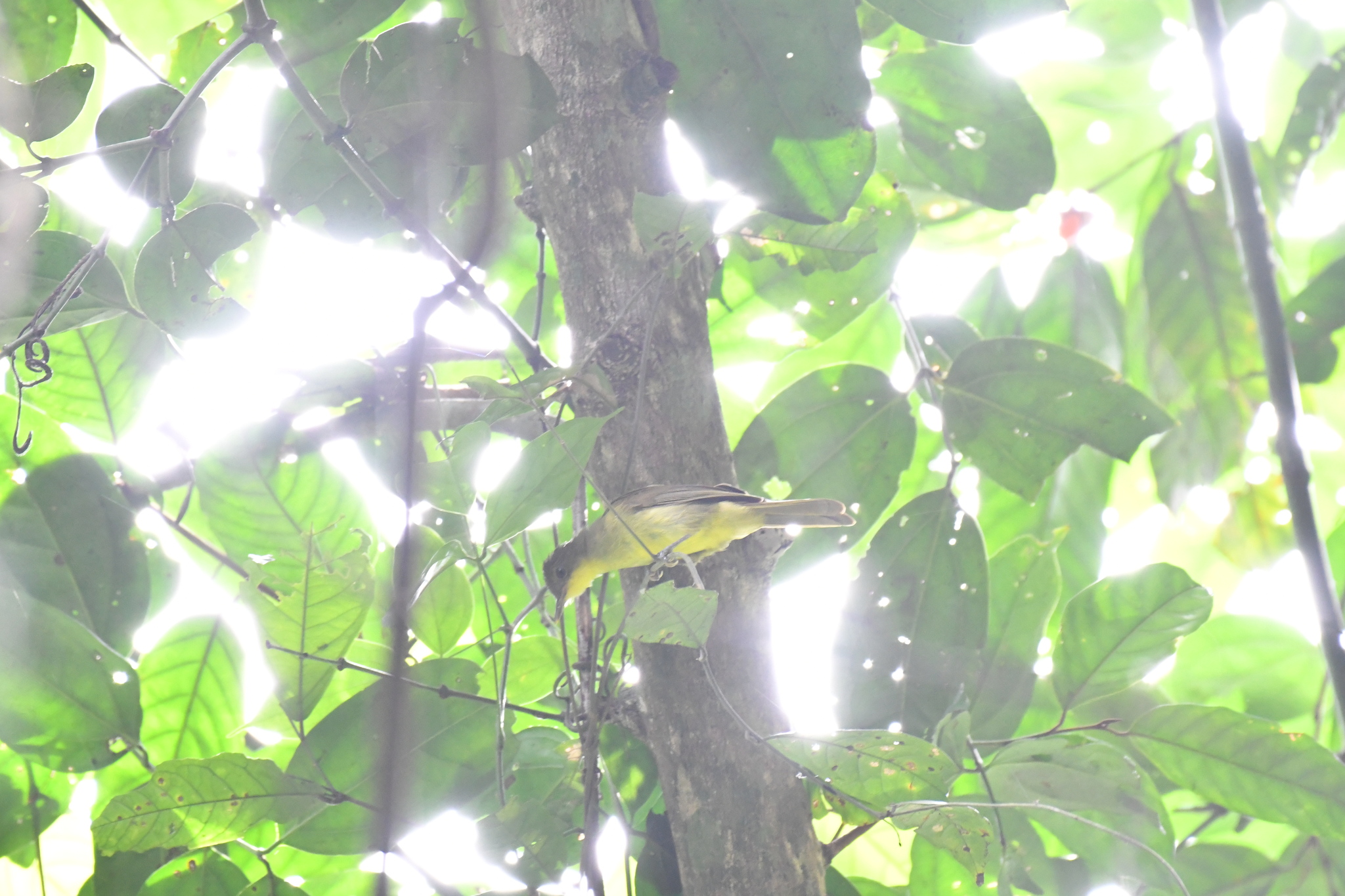 Icterine Greenbul (Phyllastrephus icterinus), photo 3