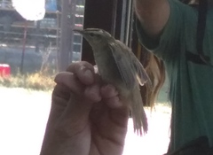 Acrocephalus schoenobaenus