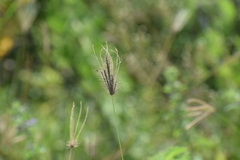 Chloris