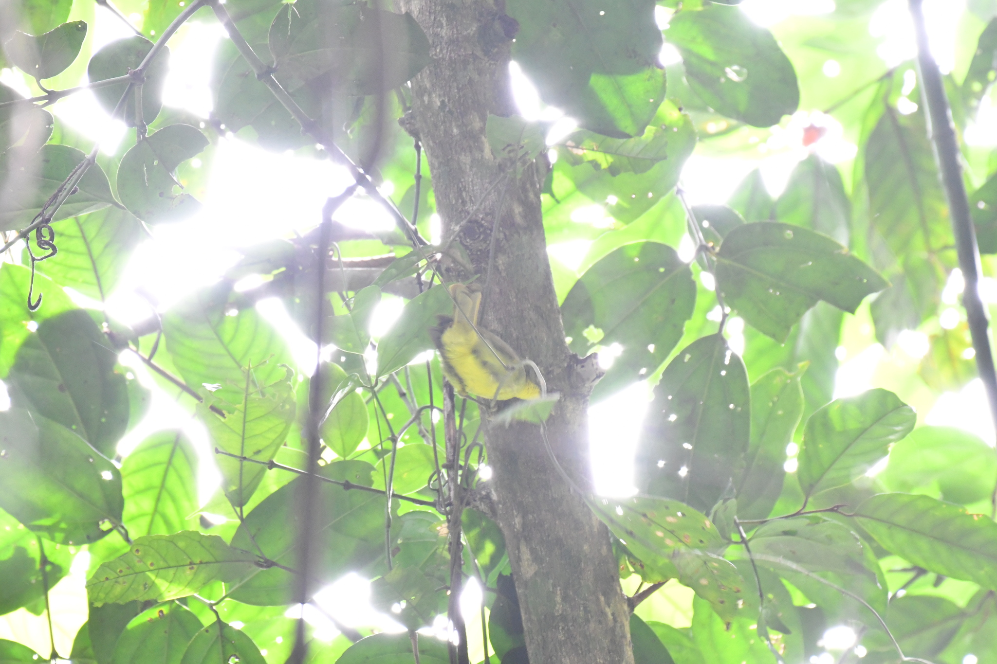 Icterine Greenbul (Phyllastrephus icterinus), photo 4