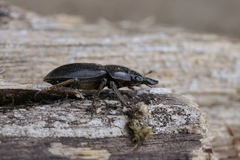 Dorcus