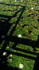 Nymphaea alba