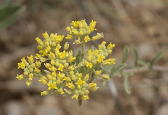 Alyssum serpyllifolium