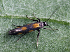 Euspilapteryx auroguttella