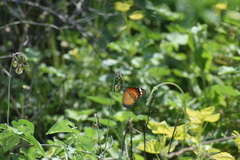 Danaus chrysippus chrysippus