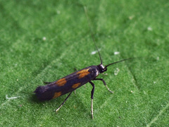 Euspilapteryx auroguttella