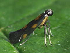 Euspilapteryx auroguttella