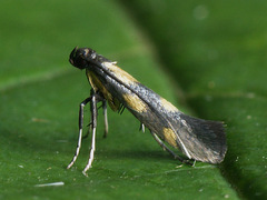 Euspilapteryx auroguttella