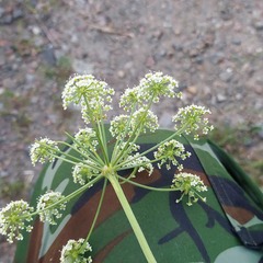 Peucedanum oreoselinum