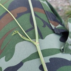 Peucedanum oreoselinum