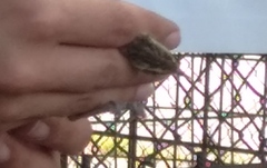 Acrocephalus schoenobaenus