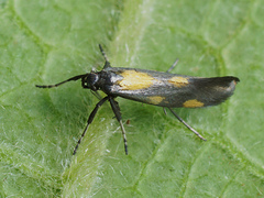 Euspilapteryx auroguttella