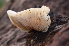 Crepidotus