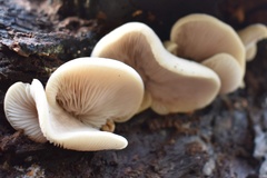Crepidotus