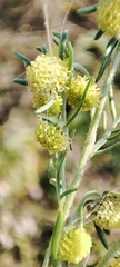 Artemisia macrantha