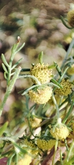 Artemisia macrantha