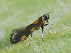 Euspilapteryx auroguttella