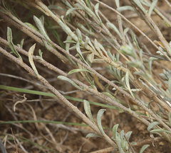 Alyssum serpyllifolium
