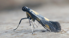 Euspilapteryx auroguttella