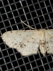 Idaea dimidiata