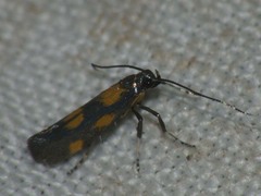 Euspilapteryx auroguttella