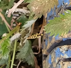 Sphaerophoria scripta