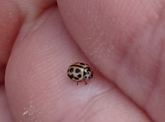 Tytthaspis sedecimpunctata