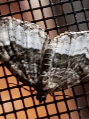 Euphyia intermediata