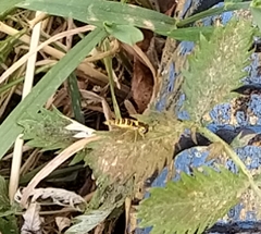 Sphaerophoria scripta