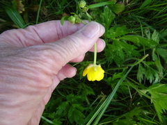 Ranunculus bulbosus
