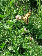 Papilio machaon
