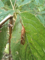 Limnephilus