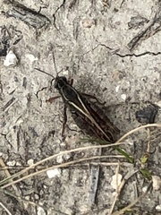 Calliptamus italicus