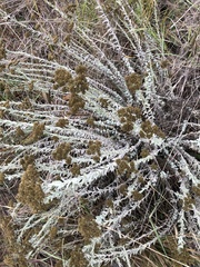 Helichrysum callicomum