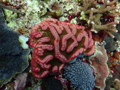 Lobophyllia