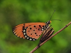 Acraea terpsicore