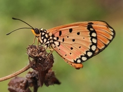 Acraea terpsicore