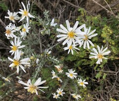 Olearia pimeleoides