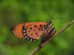 Acraea terpsicore