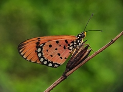 Acraea terpsicore