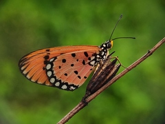 Acraea terpsicore